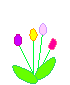 Gif 31