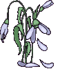 Gif 48