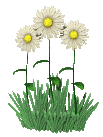 Gif 56