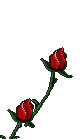 Gif 81