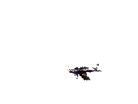 Gif 43