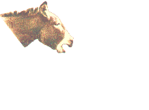 Gif 13