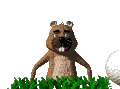 Gif 29